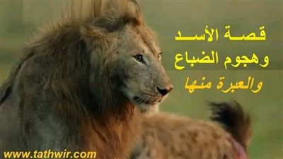 قصة الأسد وهجوم الضباع 