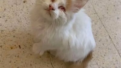 قصة القطة العمياء 